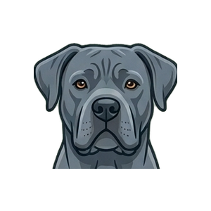 Illustration of a Cane Corso