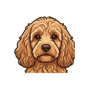 Illustration of a Cockapoo