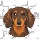 Illustration of a Dachshund