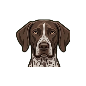Illustration of a German Shorthaired Pointer