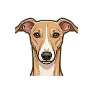 Illustration of a Greyhound