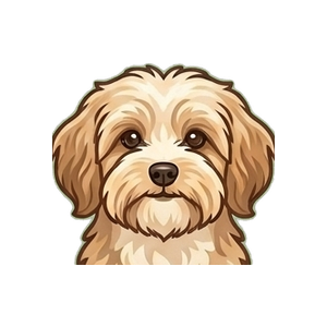 Illustration of a Havanese