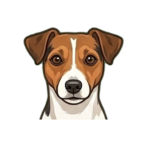 Illustration of a Jack Russell Terrier