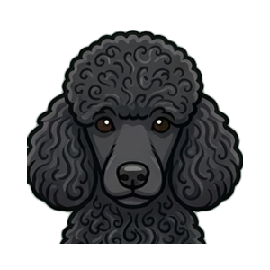 Illustration of a Poodle (Standard)