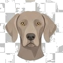 Illustration of a Weimaraner