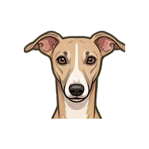Illustration of a Whippet