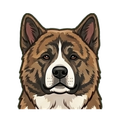 Akita illustration