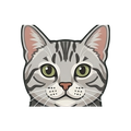 American Shorthair illustration