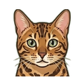 Bengal illustration