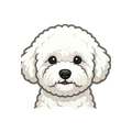 Bichon Frise illustration