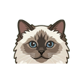 Birman illustration