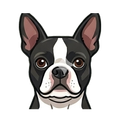 Boston Terrier illustration