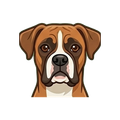 Boxer illustration