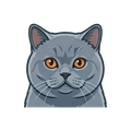 British Shorthair illustration