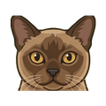 Burmese illustration