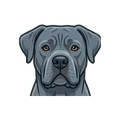 Cane Corso illustration