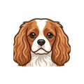 Cavalier King Charles Spaniel illustration