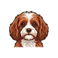 Cavapoo illustration