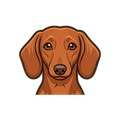 Dachshund illustration
