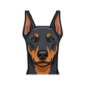 Doberman Pinscher illustration