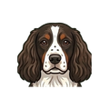 English Springer Spaniel illustration