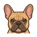 French Bulldog illustration