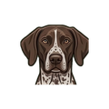 German Shorthaired Pointer illustration