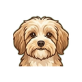 Havanese illustration