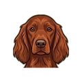 Irish Setter illustration