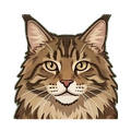 Maine Coon illustration