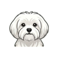 Maltese illustration