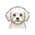Maltipoo illustration