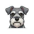 Miniature Schnauzer illustration