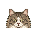 Norwegian Forest Cat illustration