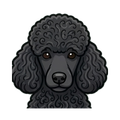Poodle (Standard) illustration