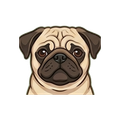 Pug illustration