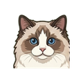 Ragdoll illustration
