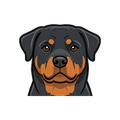 Rottweiler illustration