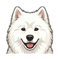 Samoyed illustration
