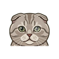 Scottish Fold illustration