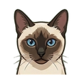 Siamese illustration