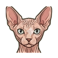Sphynx illustration
