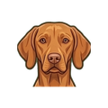 Vizsla illustration