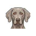 Weimaraner illustration